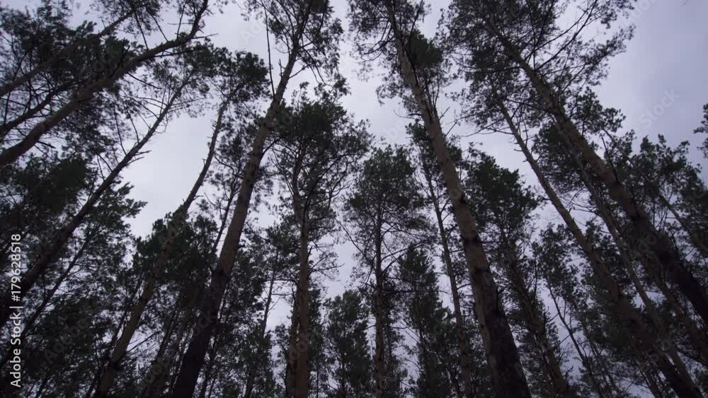 Pine dark forest 4k Pine dark forest 4k