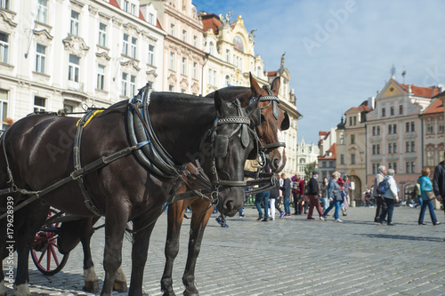 2 horses in Old Town Prague
