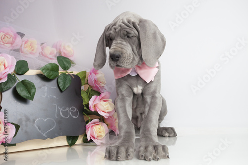 Great Dane puppy love and affection with a wooden crate and pink flowers