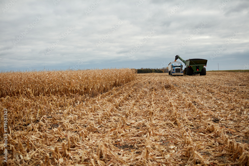 Fototapeta premium Combine harvester offloading harvested maize