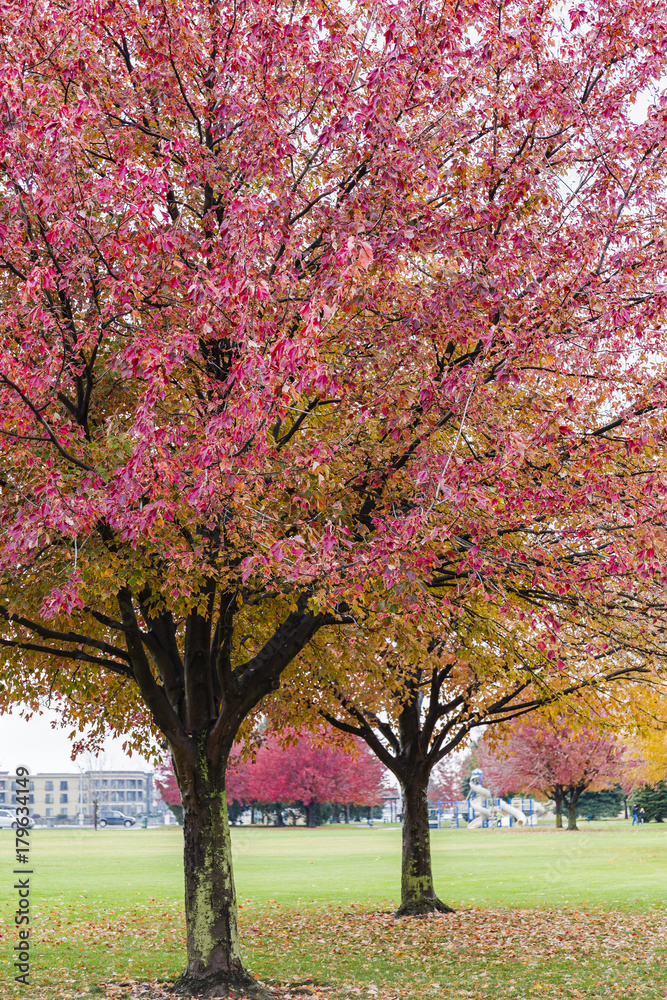 Pink fall trees