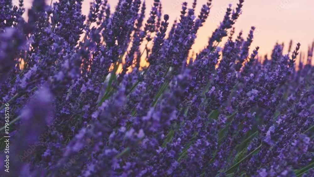 Beautiful Blooming Lavender Flowers swaying in the wind. Close Up Dolly Shot. SLOW MOTION 120 fps. Lavender Season Plateau du Valensole, Provence, South France, Europe. Cinematic Nature Background. Beautiful Blooming Lavender Flowers swaying in the wind. Close Up Dolly Shot. SLOW MOTION 120 fps. Lavender Season Plateau du Valensole, Provence, South France, Europe. Cinematic Nature Background.
