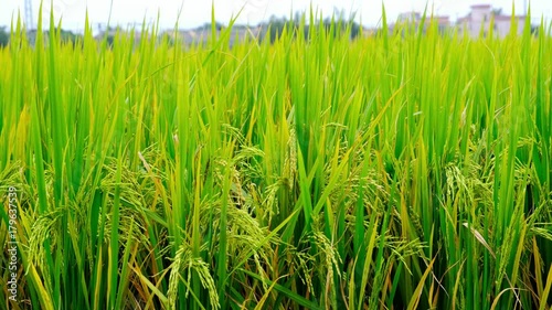 Paddy field in China