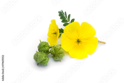 The yellow flower of devil's thorn