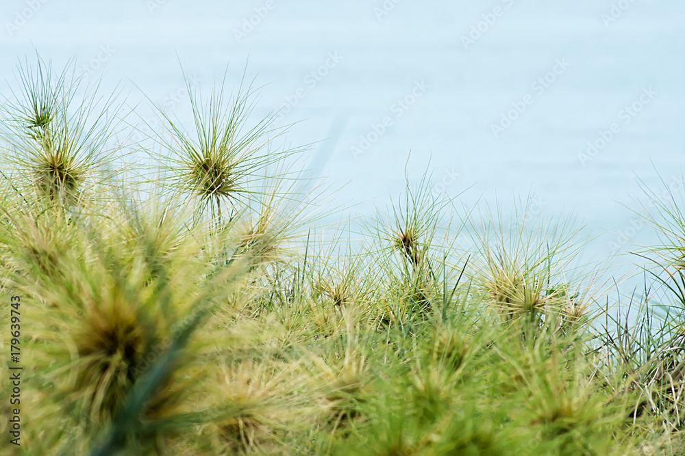 Close up Spinifex littoreus grass Close up Spinifex littoreus grass