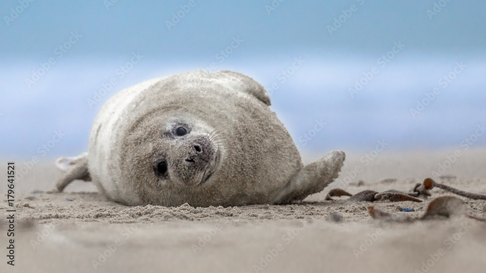 Obraz premium harbor seal pup on side