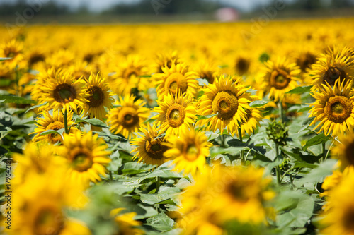 Sunflower field