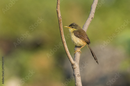 Portrait of a Male Common Tailor Bird Sitting on Branch. photo