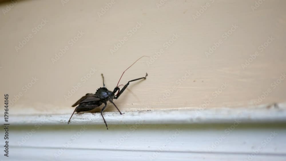 A Wheel bug walking along a door frame of a home exterior - V1