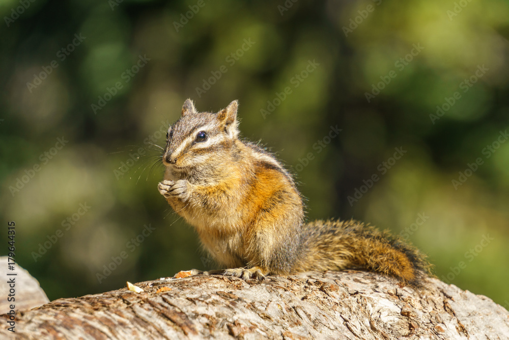 Little chipmank on the rock in the forest. Little chipmank on the rock in the forest.