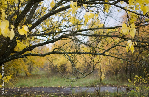 Fototapeta Naklejka Na Ścianę i Meble -  Beautiful autumn landscape with colorful trees