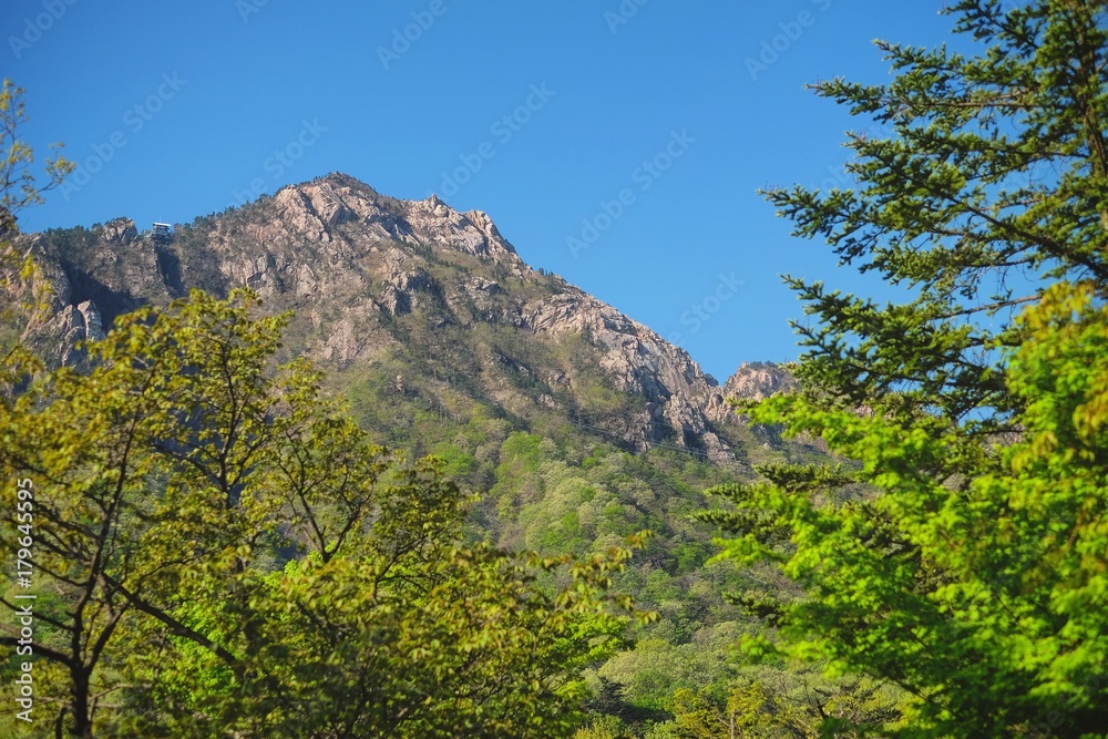 Mountain And Tree
