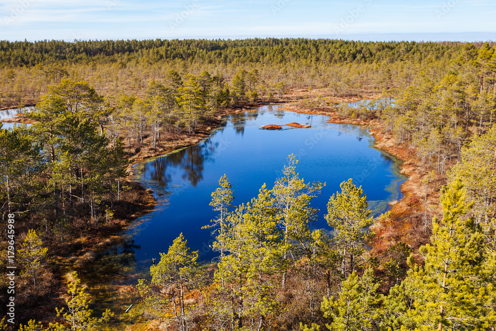 Swamp landscape with lake and pines. Swamp landscape with lake and pines.