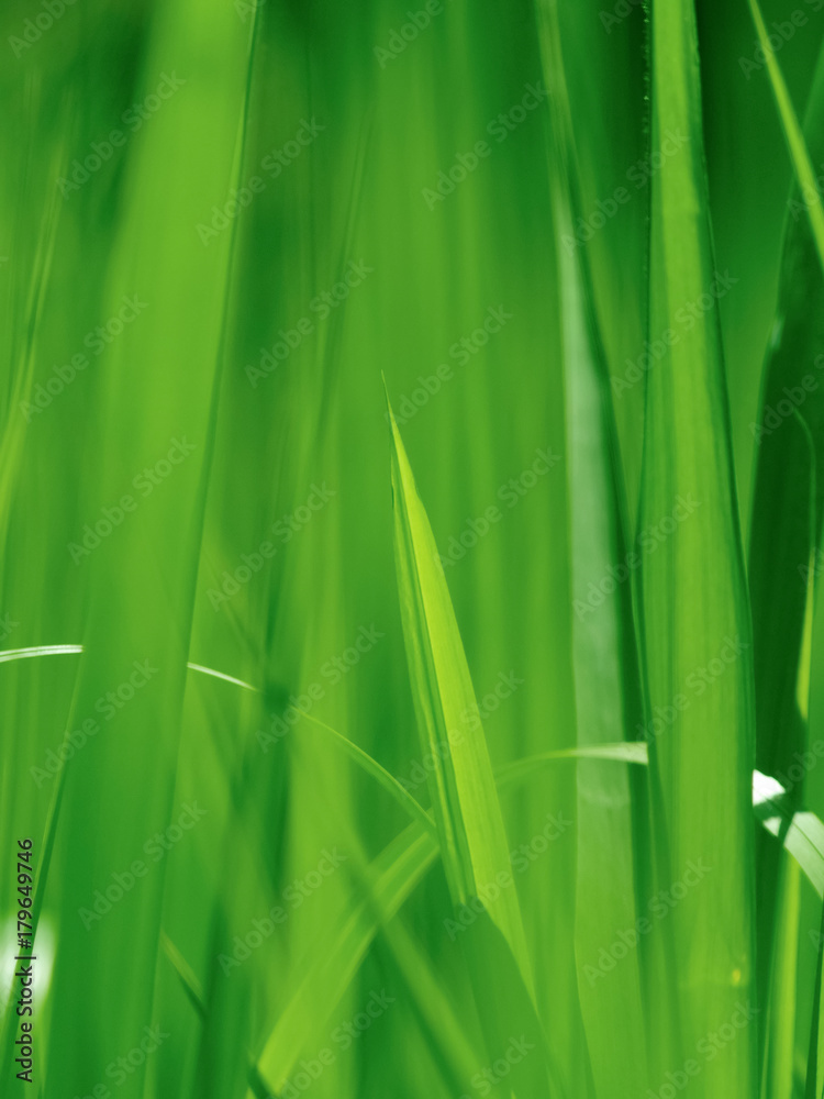 Fototapeta premium Low angle view of green grass