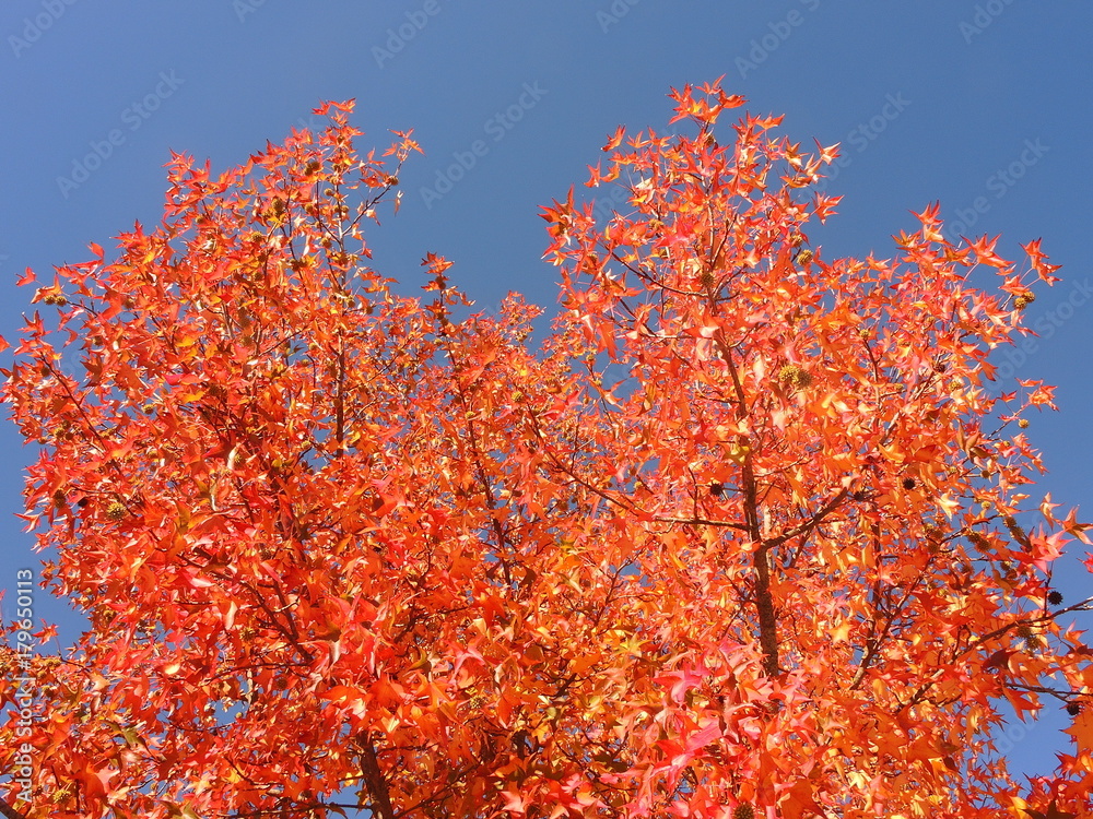 Liquidambar styraciflua, commonly called American sweetgum, in fall season with Its red, orange and yellow leaves Liquidambar styraciflua, commonly called American sweetgum, in fall season with Its red, orange and yellow leaves