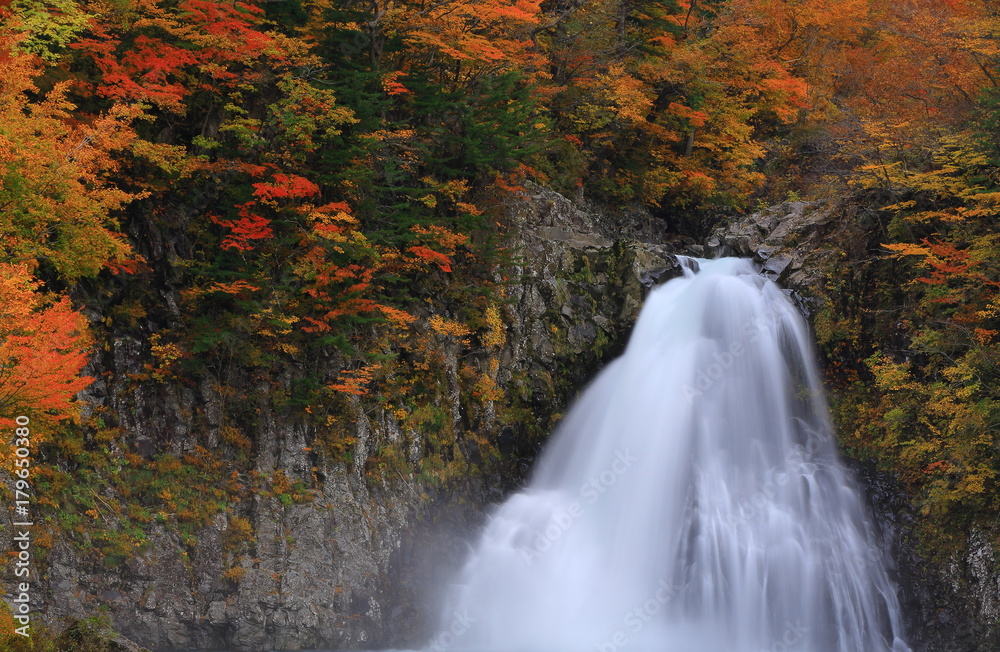 Fototapeta premium 紅葉の法体の滝
