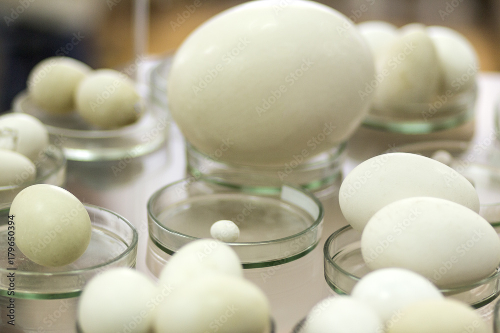 Eggs of different sizes in glass cups. Blurry. Background picture for a scientific or veterinary theme.