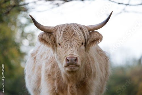 long haired cow