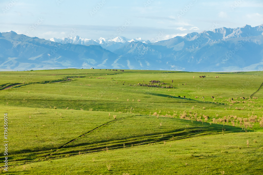 grassland in Xinjiang