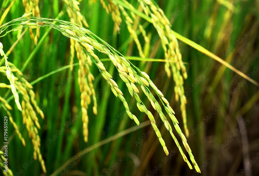 yellow green rice field with blurred background. yellow green rice field with blurred background.