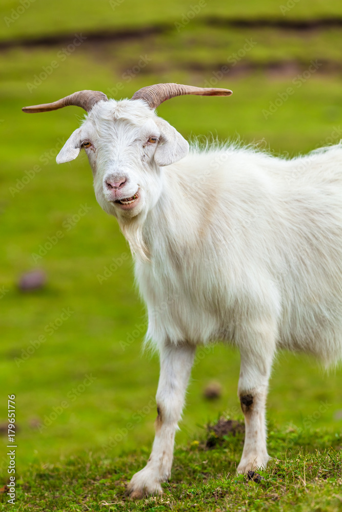 Close up goat in glassland Close up goat in glassland