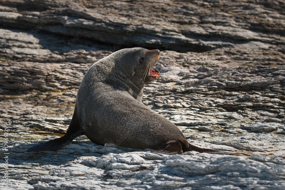Obraz premium Seal on rocky background