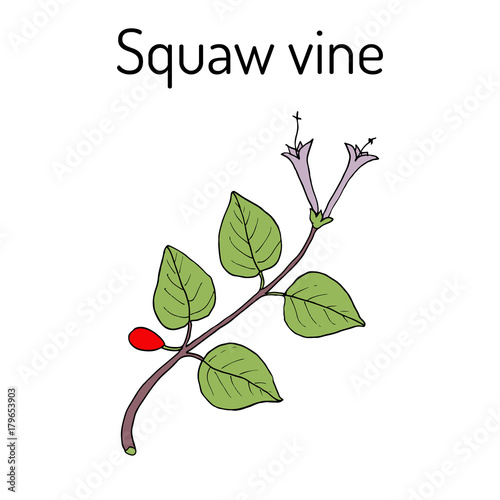 Squaw vine Mitchella repens , or partridge berry, medicinal plant