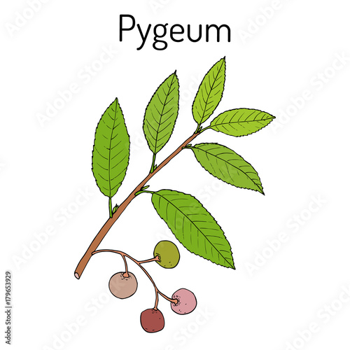 Pygeum Prunus africana , medicinal plant