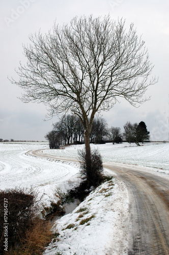 Fotografie Naked trees stand out in an almost colorless winter landscape.