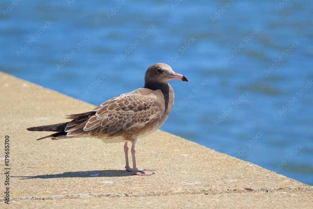 ウミネコ 幼鳥 Black-tailed gull ウミネコ 幼鳥 Black-tailed gull