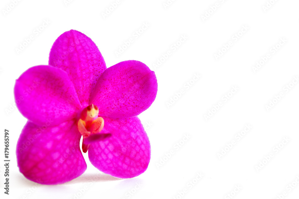 Pink orchid isolated on white background Pink orchid isolated on white background