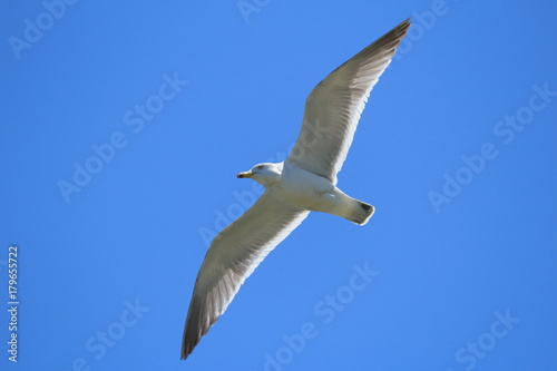                                           Black-tailed gull