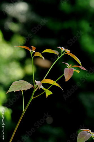 Fotografie Limber Leaves