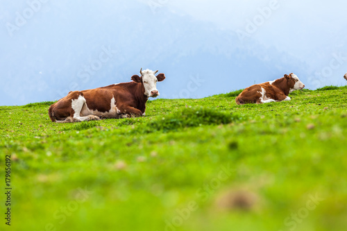 Cows eating grass in Xinjiang photo