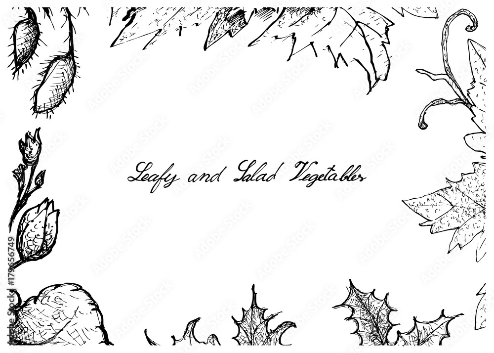 Obraz premium Hand Drawn of Leafy and Salad Vegetable