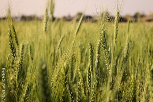 A spring green ears of wheat