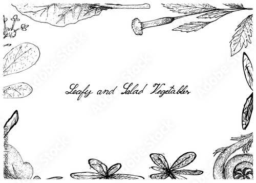 Hand Drawn of Leafy and Salad Vegetable