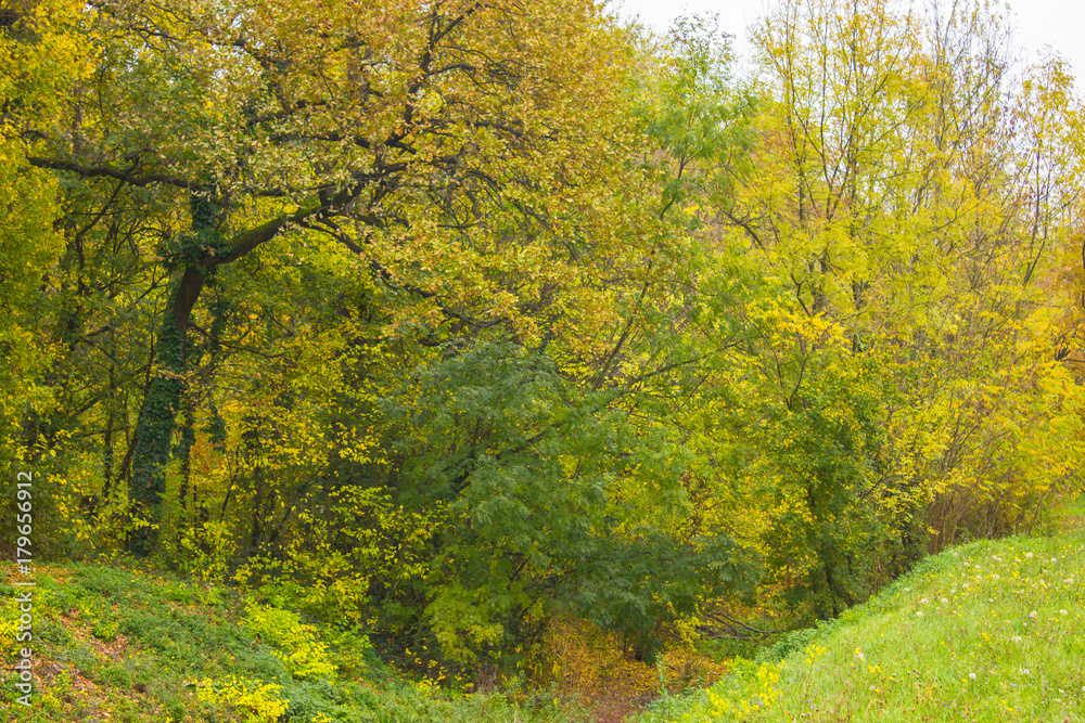 Fototapeta premium autumn alley of trees with green and yellow leaves in the park
