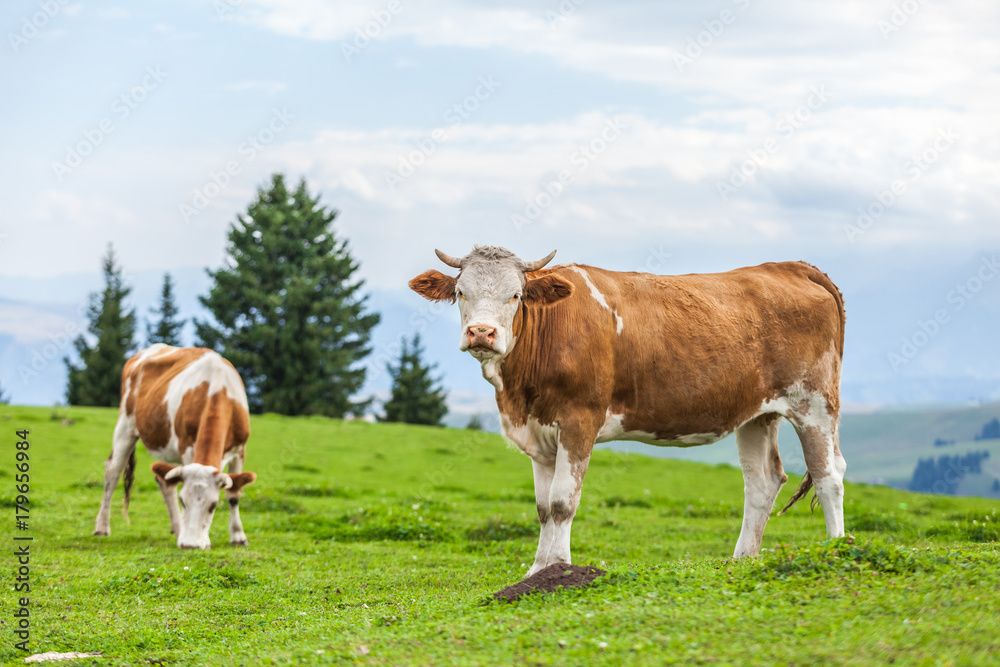 cow on grassland