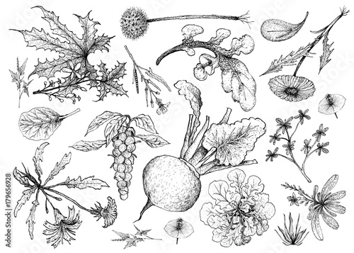 Hand Drawn of Leafy and Salad Vegetable