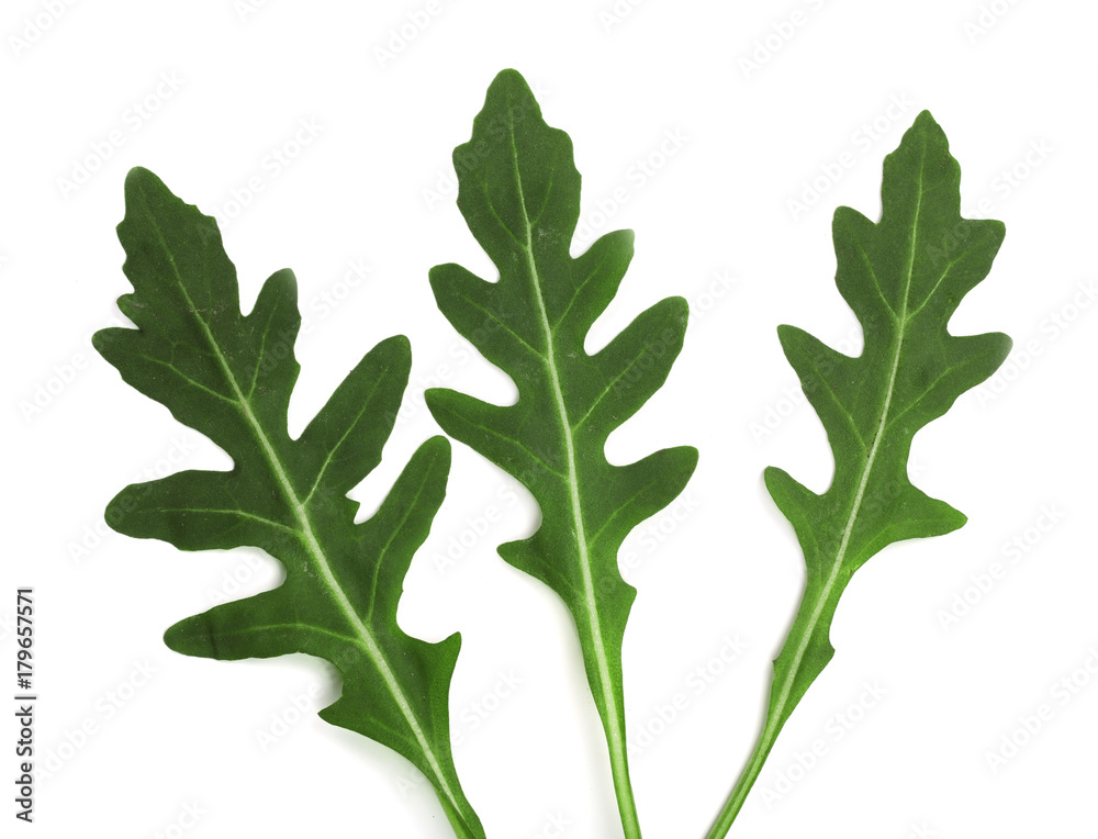 Green fresh rucola or arugula leaf isolated on white background. Top view Green fresh rucola or arugula leaf isolated on white background. Top view