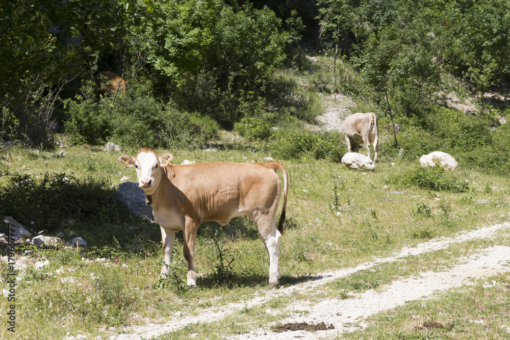 Fototapeta premium Brown Calf on mountain farm