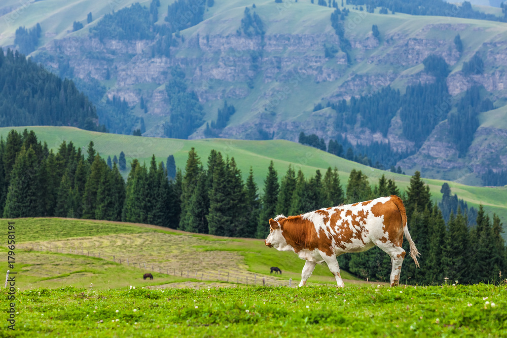cow on grassland