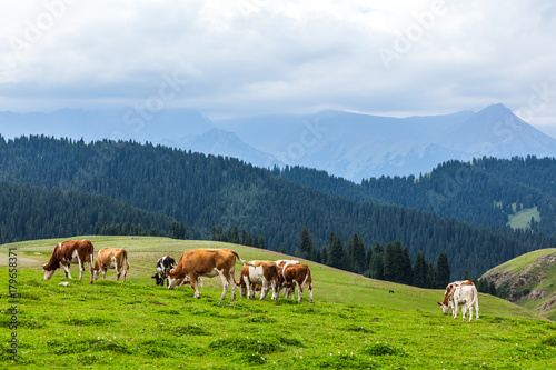 Cows eating grass in Xinjiang