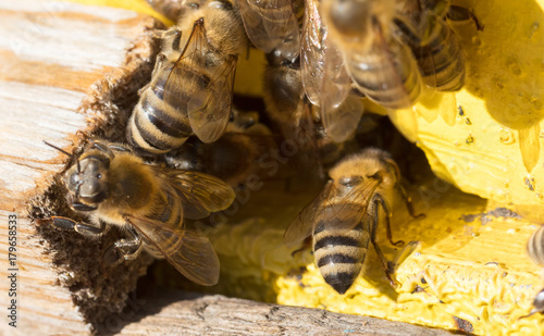 Closeup of a beehive © michaklootwijk