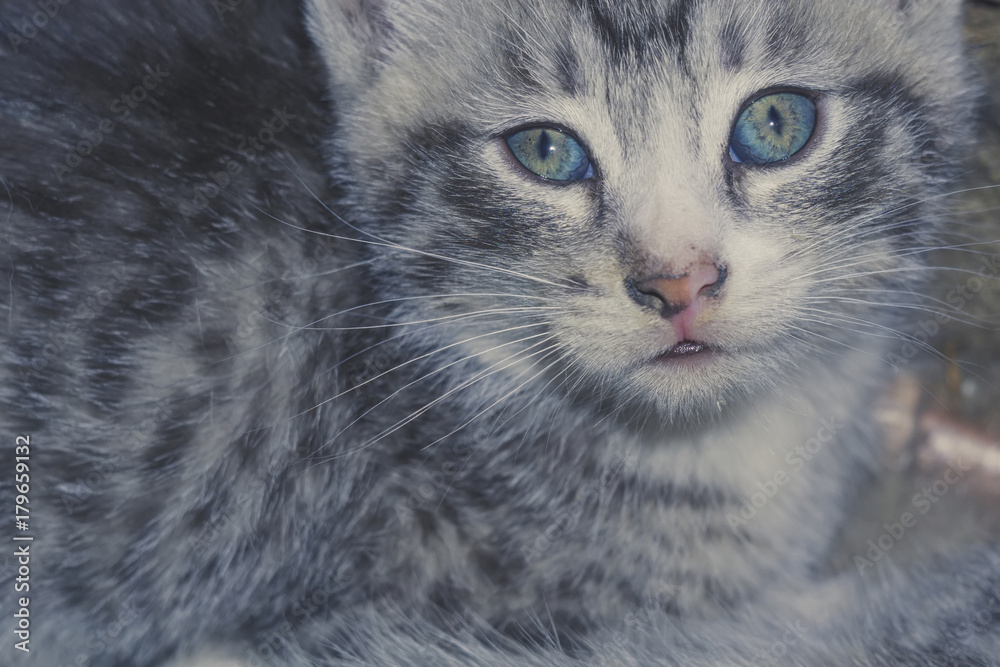 Striped Tabby Kitten Portrait Retro