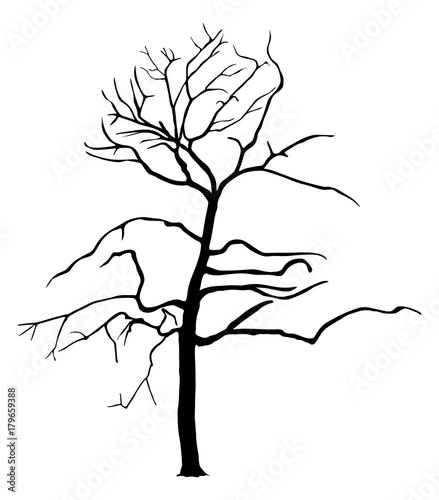 Tree vector silhouette illustration isolated on white background. Autumn or spring art tree.