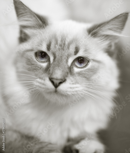 Portrait of a thoroughbred cat at the exhibition