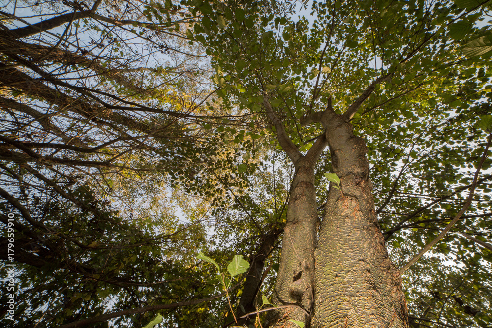 Fototapeta premium robinia forest, in the adda park