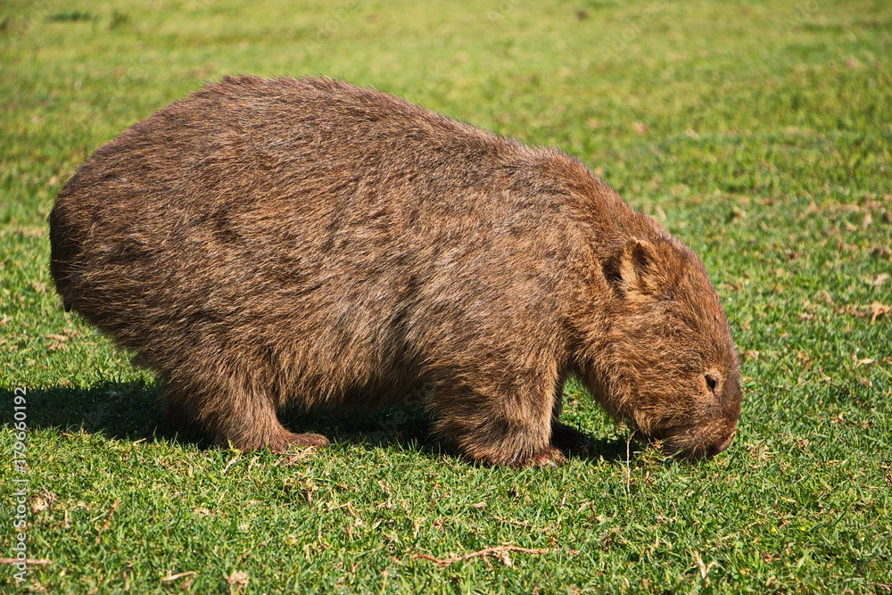 Wombat im Morton NP in Australien Wombat im Morton NP in Australien
